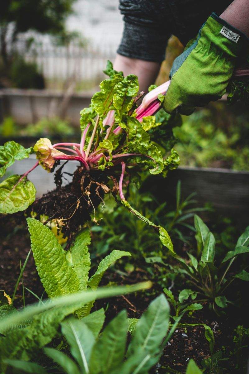 Plant selection and planting